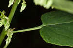 Tall rattlesnakeroot